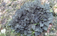 Collema sp..jpg